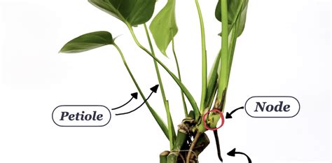 Plant Anatomy Nodes Stems Petioles Roots And More