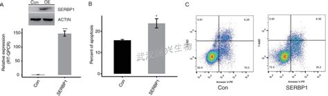 流式凋亡检测 武汉瑞兴生物科技有限公司