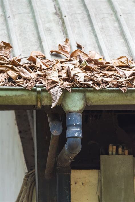 Clogged Gutter Stock Photo Image Of Leak Dead Dirty 68849324