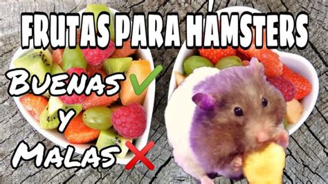 Los hamsters pueden comer fresas Tu Guía Completa para el Cuidado y