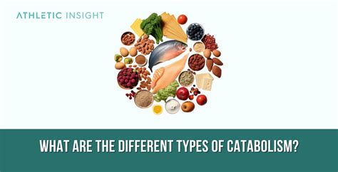 Catabolism: Definition, How It Works, Importance, Types, and Stages ...