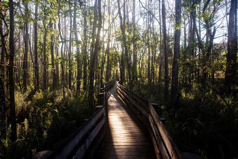 Natures Majesty Photos From Lakes Park Six Mile Cypress Slough