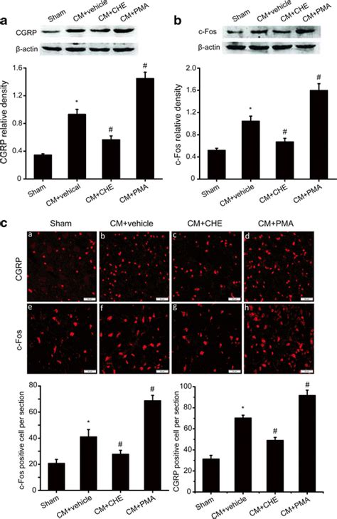 The Expression Of Cgrp And C Fos In Tnc After The Administration Of Che