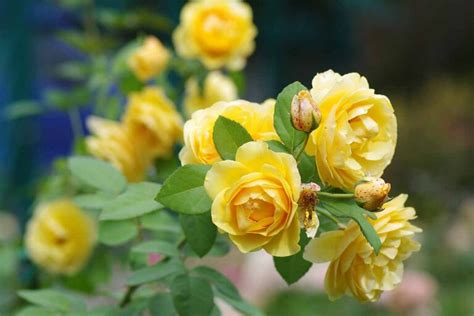 How to Identify and Treat Rose Rust | Gardener’s Path