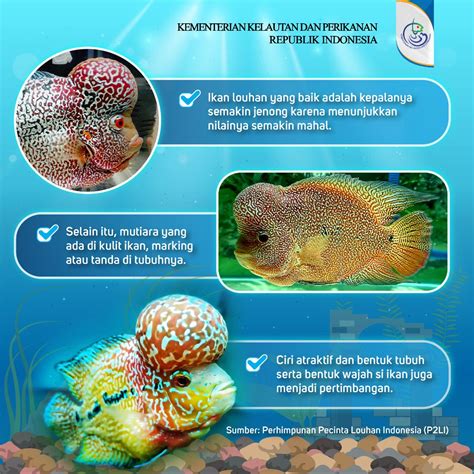 Cara Budidaya Ikan Louhan Di Akuarium Lengkap Suksespedia