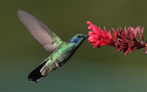 Natur Bewegt Der Kolibri Naturschutzch