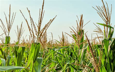 O Que Significa Pendão - Pendão de milho: tudo o que você precisa saber! - AgroPós