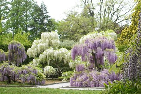 Glycine Ou Wisteria Plantation Taille Et Entretien Les Conseils De