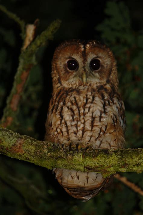 Wet Owl 2 by Steve-FraserUK on DeviantArt