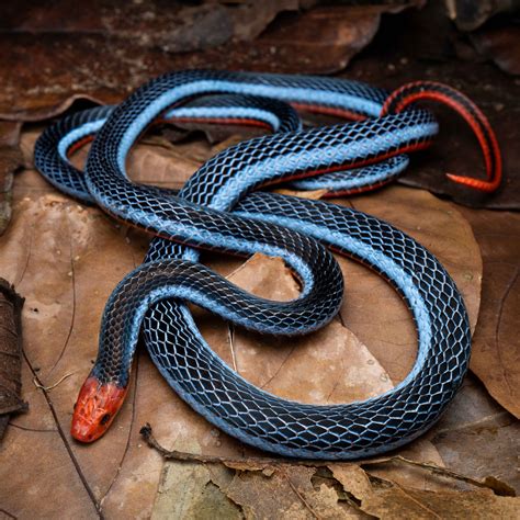 Asia Snake Species — HongKongSnakeID.com