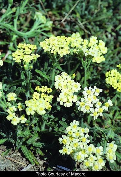 Achillea King Edward Yarrow From Rush Creek Growers