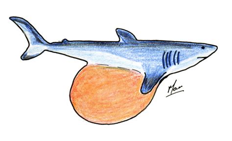 Ovoviviparous Sharks