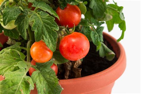 Tomate Em Vasos Como Cultivar Essa Fruta Na Sua Horta Confira Agora