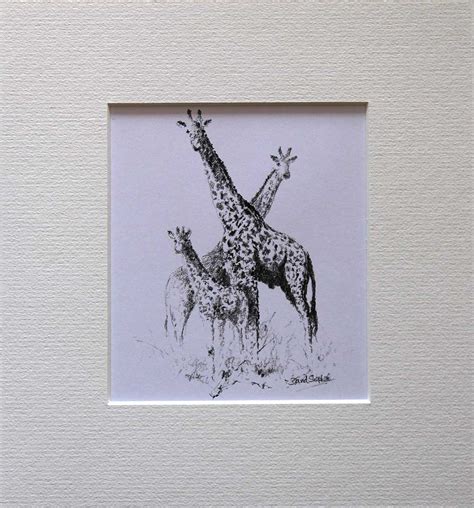 Wildlife Sketch Giraffe David Shepherd Wildlife Foundation