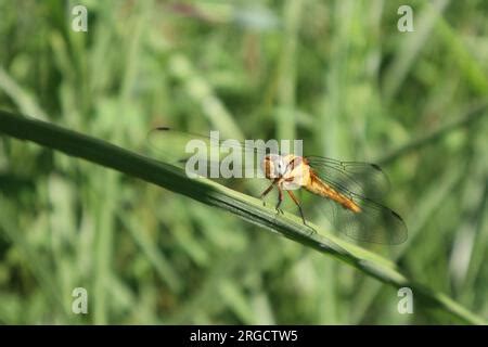 Dragonfly different species Stock Photo - Alamy