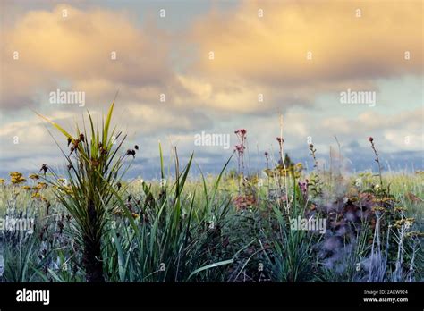 Grass field / veld landscape in Gauteng, South Africa Stock Photo - Alamy