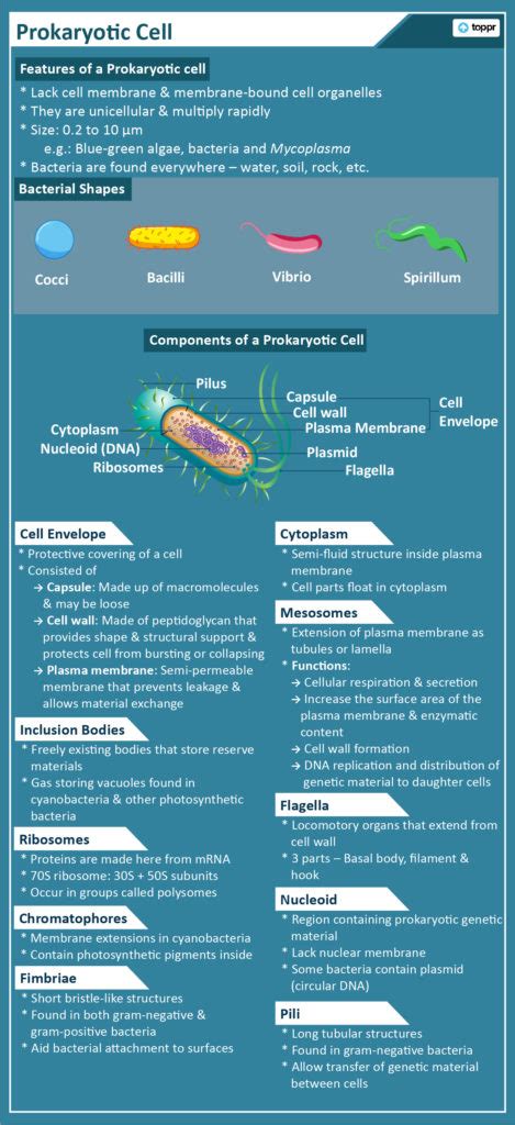 Prokaryotic Cell: Components, Examples with Questions and Videos