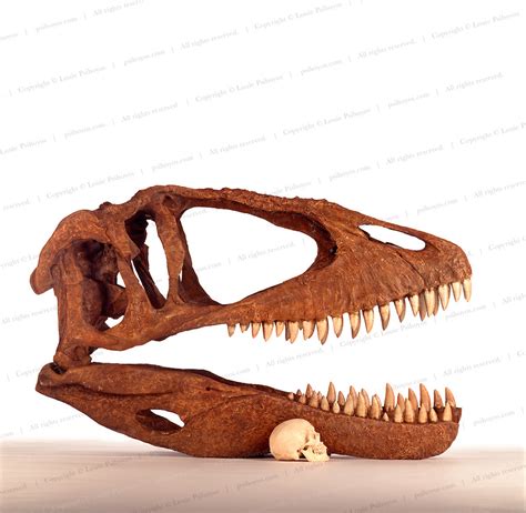 Carcharodontosaurus Skull Size