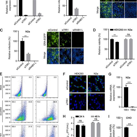 Silencing Tfr Expression Inhibits Rabv Infection A The Tfr Mrna