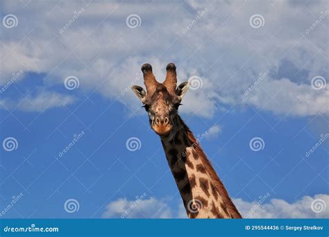 Giraffe on Safari in Kenia and Tanzania, Africa Stock Photo - Image of ...