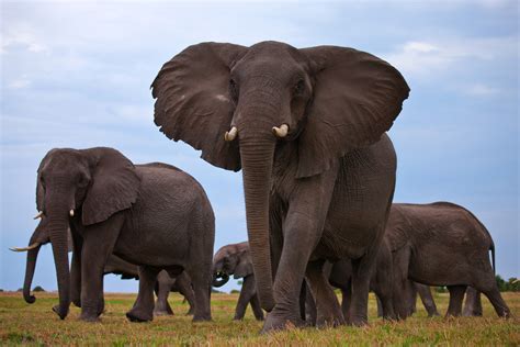 Download Herd Animal African Bush Elephant HD Wallpaper