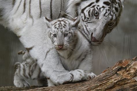 ホワイトタイガーとは？特徴や珍しさ、見に行けるおすすめ動物園などを紹介【全国】 ｜じゃらんニュース