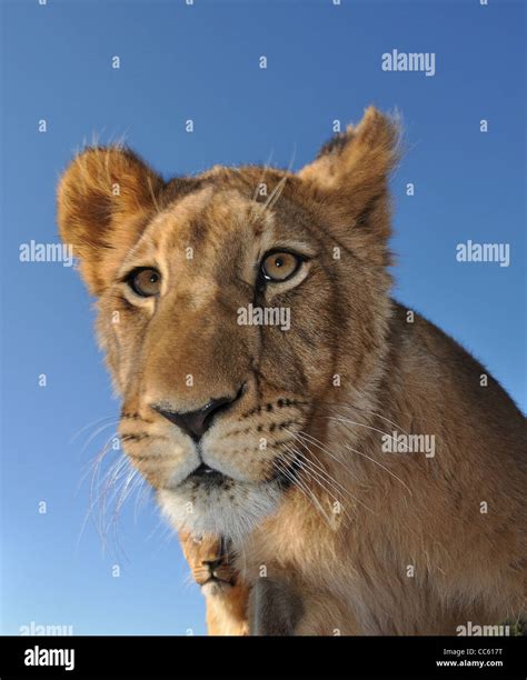 African lion cubs Stock Photo - Alamy