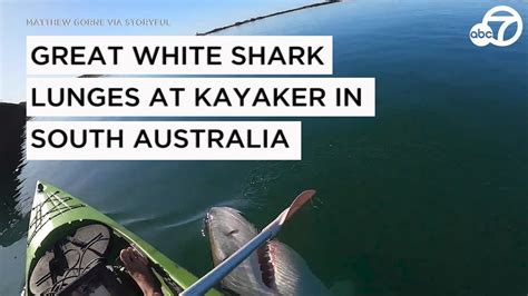 Great White Shark Lunges At Kayaker In South Australia Youtube