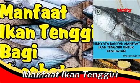 Temukan Manfaat Penting Ikan Tenggiri Yang Jarang Diketahui Biotifor