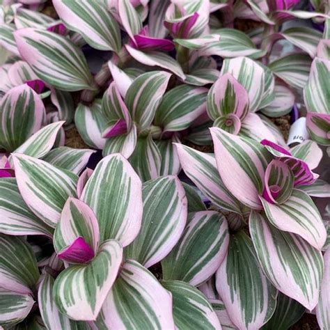 Tradescantia Albiflora Nanouk Giromagi Cactus