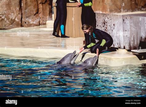 A view of a dolphin show at Seaworld in Orlando Florida Stock Photo - Alamy