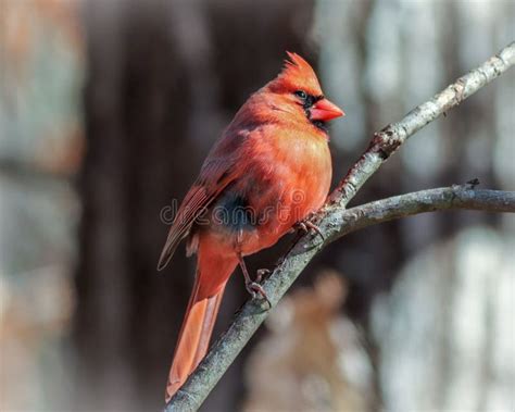 Cierre De Un Cardenal Cardinalis Cardinalis Masculino Del Norte En La