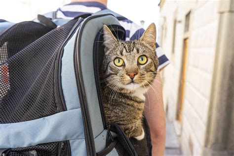 7 Tips on How to Travel Better with Your Cat - Cats.com