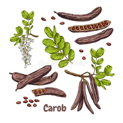 Dibujo Del Superfood Del Vector De La Rama De La Algarroba Mano Aislada