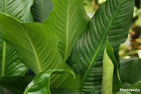 Spathiphyllum Sensation Giant Peace Lily Pictures