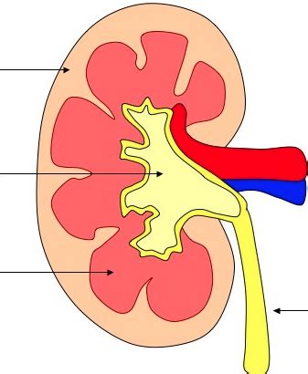 Kidney Labeling Diagram | Quizlet