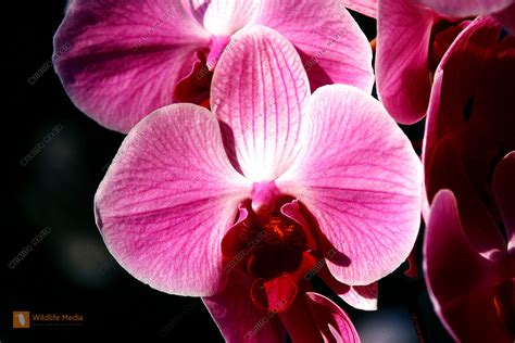 Exotische Orchideen Bild Bestellen Naturbilder Bei Wildlife Media