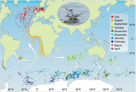 Arctic Tern Migration