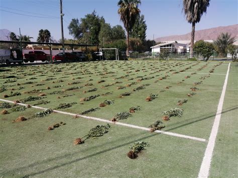 VIDEO Decomisan 560 Plantas De Marihuana En La Comuna De Vallenar