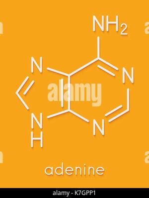 Adenine A Adenine Purine Nucleobase Molecule Base Present In DNA