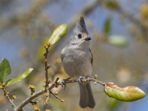 Central Texas Backyard Birds Travis Audubon