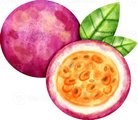 Aquarell Passionsfrucht Obst Png