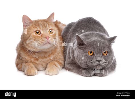 Blue British Shorthair And A Red Maine Coon Cat In Front Of A White