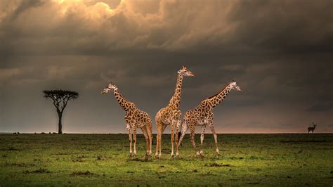 Giraffes Hd Wallpapers