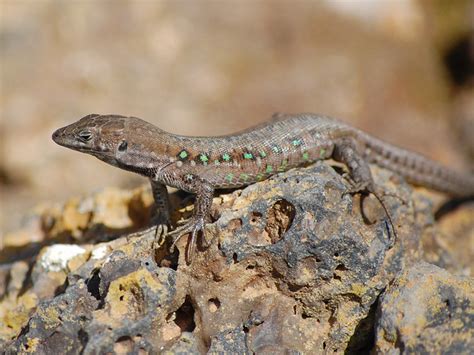 Haria Lizard Gallotia Atlantica Lanzarote Flickr Photo Sharing