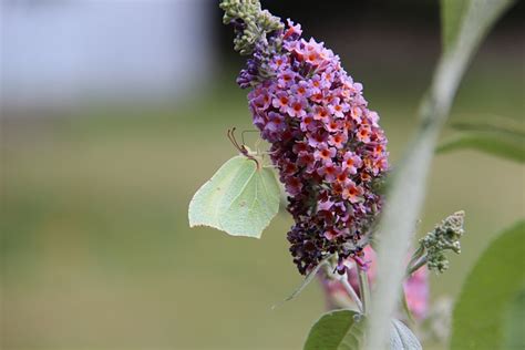 Borboleta Lim O Insetos Foto Gratuita No Pixabay Pixabay