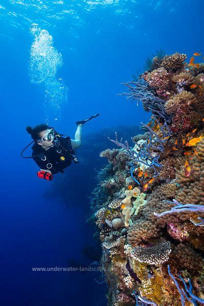 Photo sous marine photographe sous marin Plongée dans le lagon