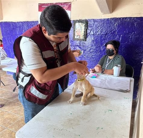 Salud Sonora On Twitter 🐾🐶🐱 ¡la Salud Y Bienestar De Tus Mascotas Es