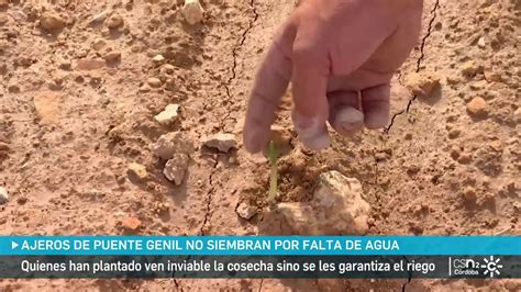 Cultivadores De Ajo De Puente Genil Dejan De Sembrar Por Falta De Agua