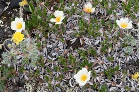 Ajan Mountain Avens Dryas Ajanensis INaturalist